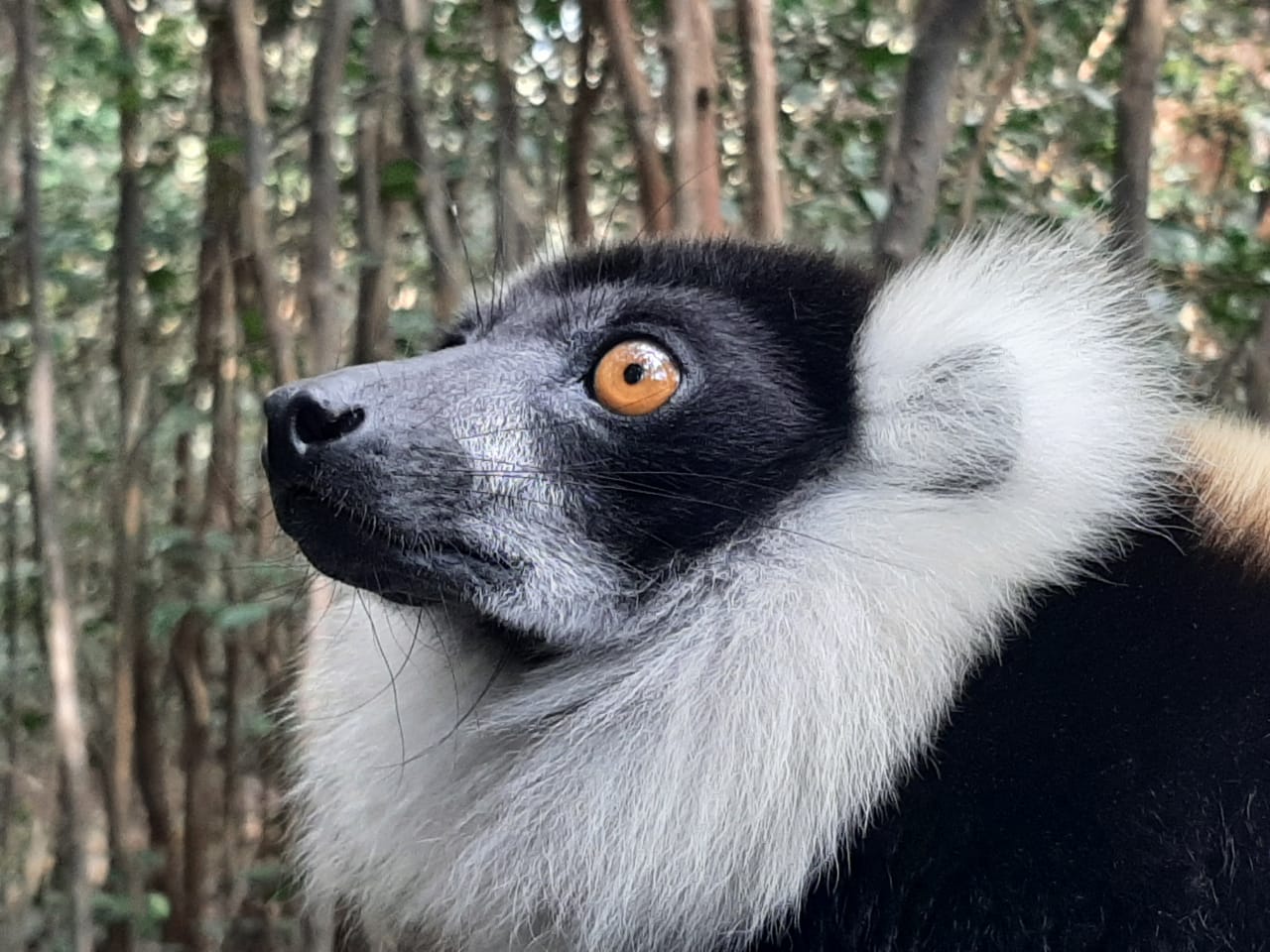 Indri lemur